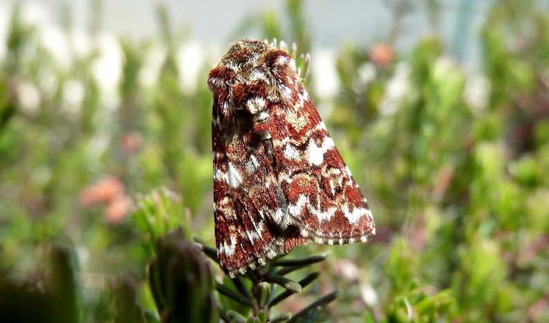 Ciclo vitale: Anarta (Anarta) myrtilli, Noctuidae